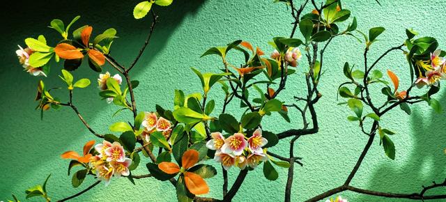 藏在秦岭花世界里的「森系秘境花店——花缘集」，来了就不想走！