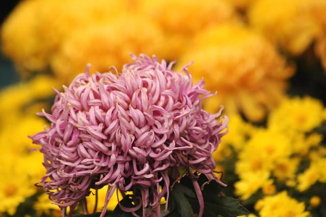 冬雨赏菊韵味浓