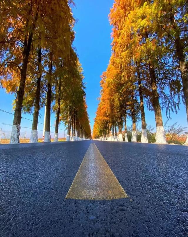 收好始兴这条线路，一天玩转艺术、古村与落羽杉，追一场岭南最绚烂的秋！