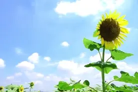 【纯音汇】巫娜古琴曲《心印自然》舒缓解压，好听禅意养心轻音乐图片