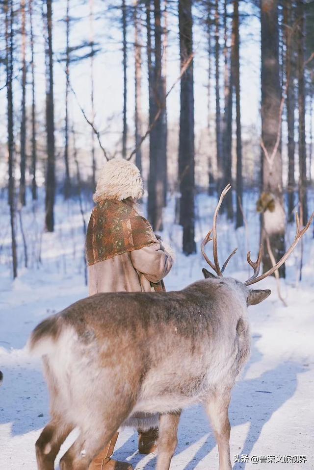 漠河六景漫游指南：从白桦林到驯鹿园，解锁极北冰雪童话