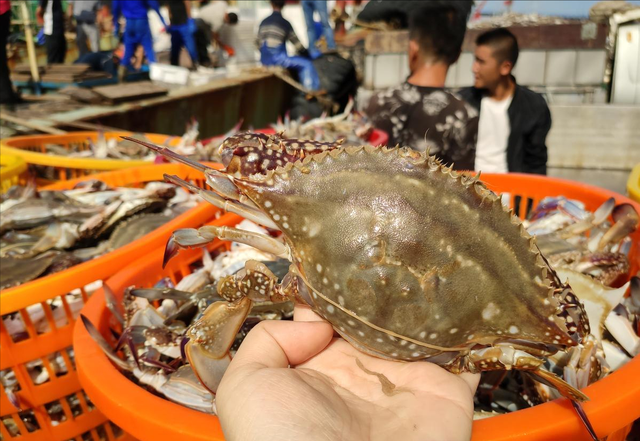 蒸螃蟹，最忌直接上锅，内行人多做这2步，蟹肉更鲜嫩，还不流黄