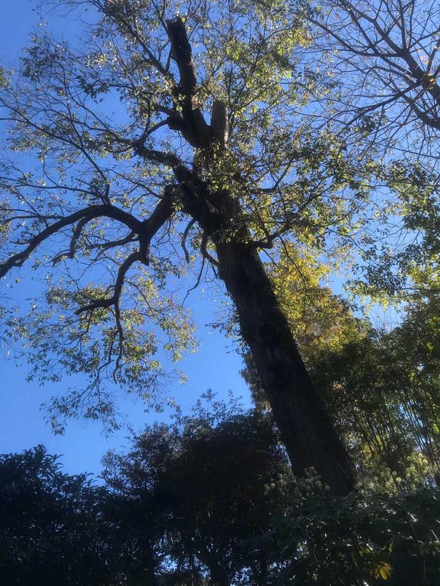 宁波深秋|茅镬看树