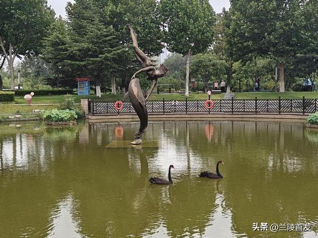 美丽黑天鹅安家临沂雕塑公园