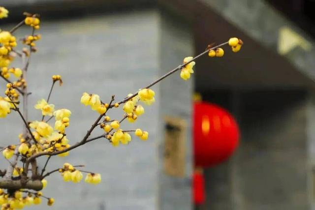 香香香香香！金坛茅山的第一波蜡梅开了！