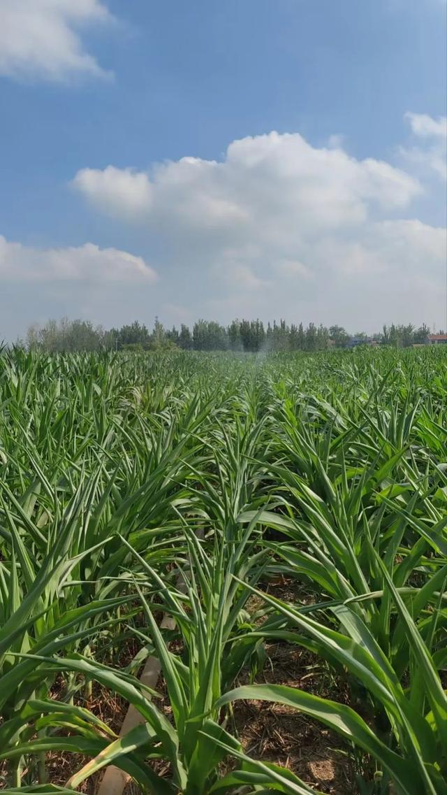 7月，夏天已经不会变成暑假来拯救我们了（下）