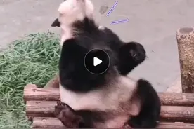 笑不活了！熊猫抠屁股闻手被人发现了，太尴尬了，哈哈哈哈哈图片