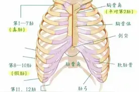 终于有人把人体206块骨骼说清楚了图片