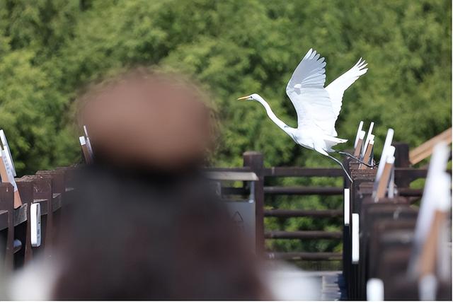 12.12开幕！品鲜蚝、逛湿地、抽温泉票，铁涌农文旅盛宴喊你打卡