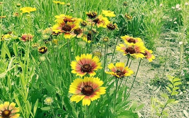 头条爆文《夫妻最好的相处：不是搭伙过日子，而是并肩闯人间》