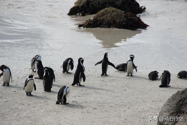 南部非洲：南非开普敦企鹅岛