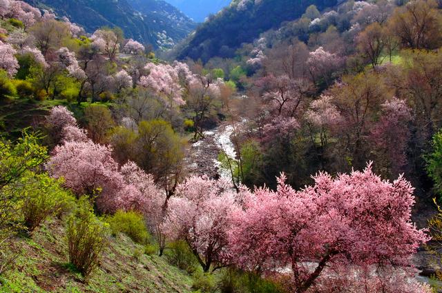 “魅力伊宁·和美杏乡”2025伊宁县文旅推介会在成都成功举办