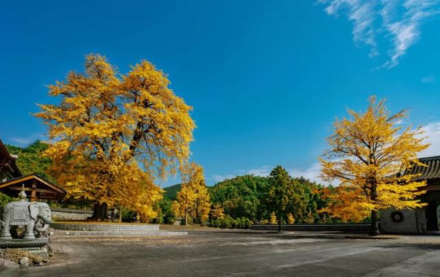 开篇暴击：九江秋季 “顶流” 集结，颜值巅峰已在路上！