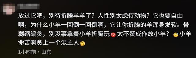 网红羊后续：身价涨三十万	，真相揭秘不出所料，小羊可能保不住了