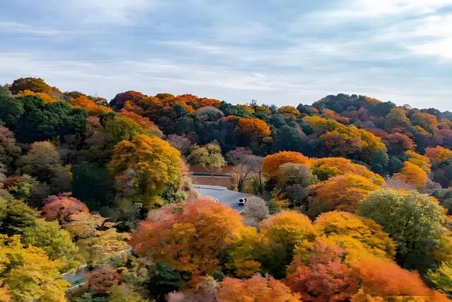 成都出发2.5h刹拢最绝红叶之城！秋色媲美九寨，一城吃够三省美食！更有山林温泉泡过瘾！