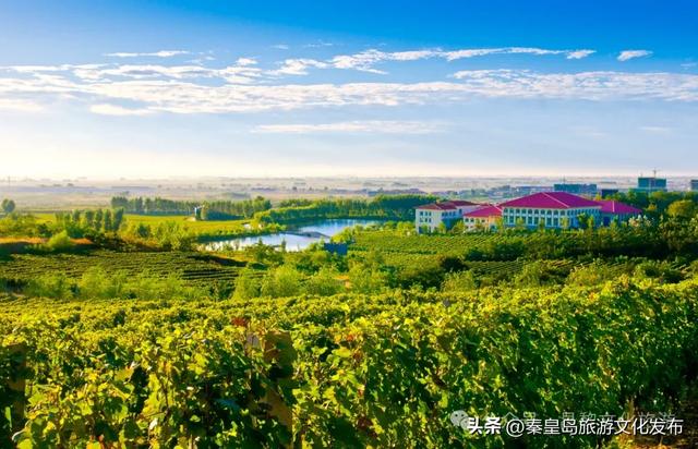 夏日特辑|体验葡萄架下的甜蜜慢生活,秦皇岛葡园采摘与红酒品鉴两日游线路!