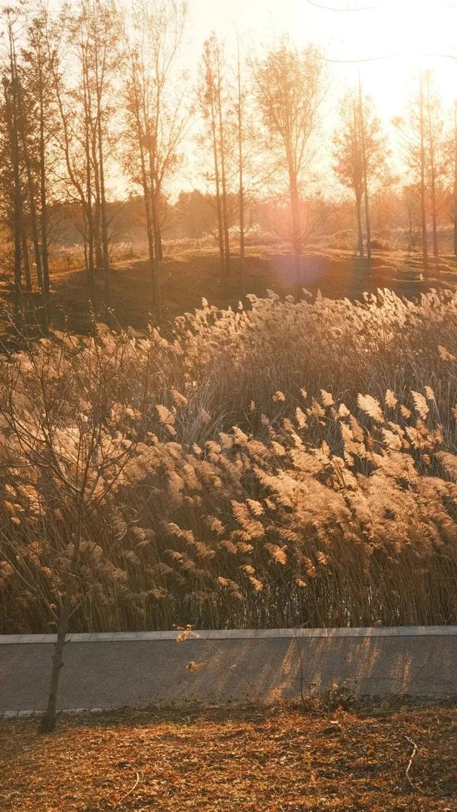 芦花飞雪！比人高+多机位！青岛氛围感芦苇荡初冬打卡地