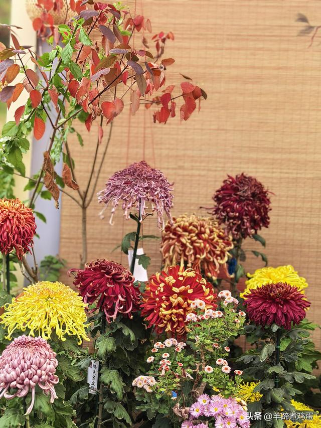 秋风独宠一园菊，晚来香艳出樊篱——北京北海公园2025年菊花展