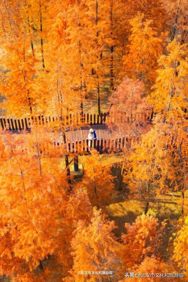 武汉这片杉树林，喀纳斯啊你！