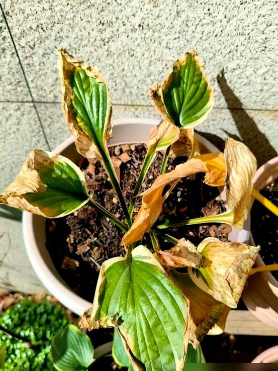 “阴花不能进阳宅”！家里若有这5种花，请赶紧“搬出去”！