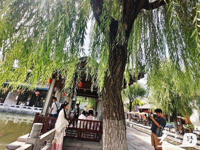 明湖垂柳曼妙多姿 游人如织景致如画