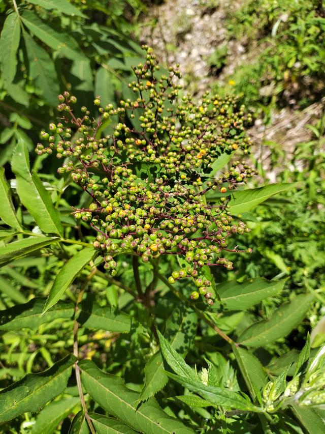 官鹅沟的植物