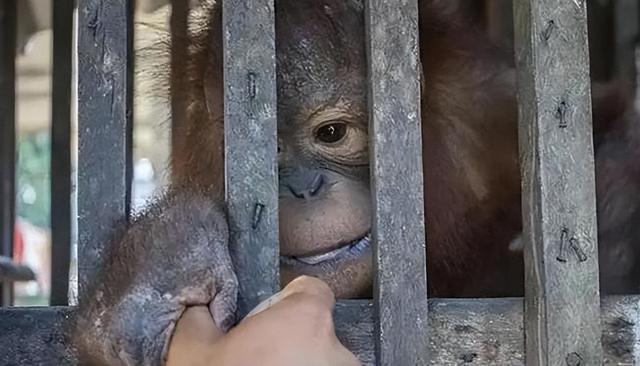 被锁暗室6年：剃毛穿丝袜当玩物，惨状撕开人类伪善面具