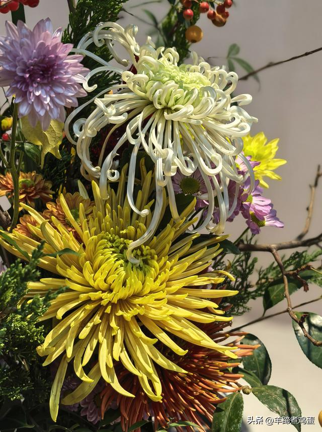 秋风独宠一园菊，晚来香艳出樊篱——北京北海公园2025年菊花展