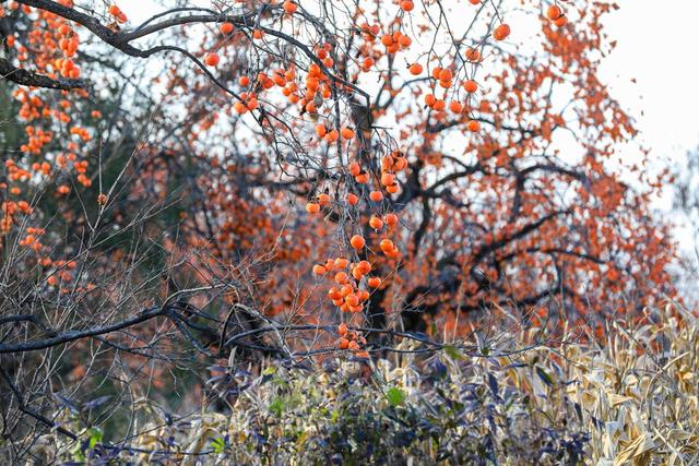 陕西宜君初冬：满枝红柿 一径清甜