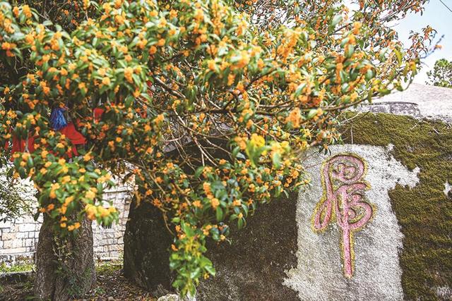 一片奇寺 百年桂花开两色