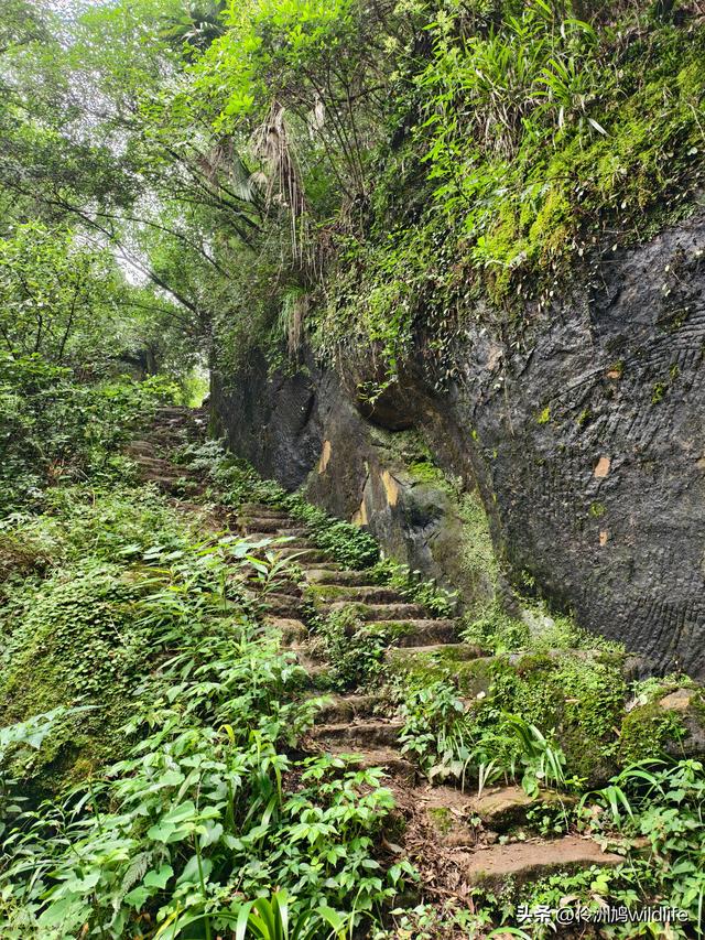 成都徒步（69）·彭州篇⑯法藏寺环线（桥断未走通）
