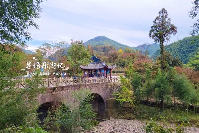 宁波余姚的夫妻银杏又火了，树边的溪上休闲空间超美，好拍又好玩