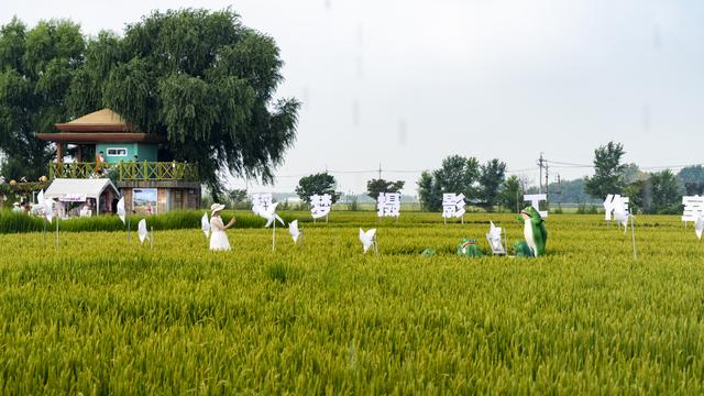 辽宁沈阳：一处画在田间人在画中的景区吸引来自四面八方的游人