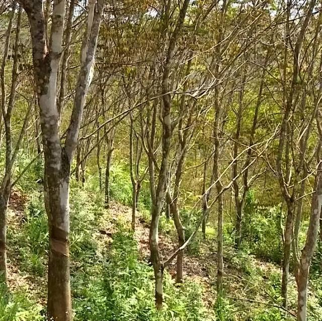 【铸牢中华民族共同体意识】绿春乡村旅居蝶变：边境小城用生态与文化解锁“远方”