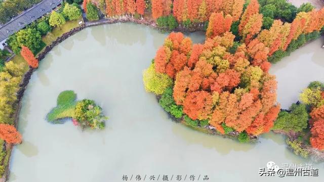 温州这处城区公园红杉如画，错过待来年！