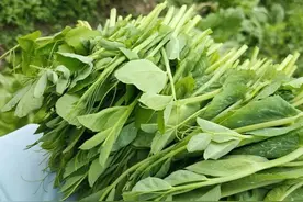 立冬能种哪些菜？这5种耐寒耐冻蔬菜放心种，菜农们别错过图片