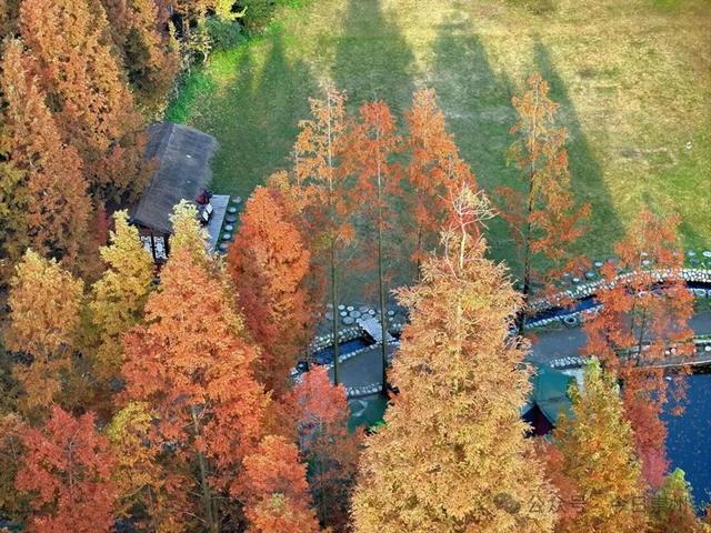 出片率100%！为崇州这些高颜值路连发三天朋友圈！