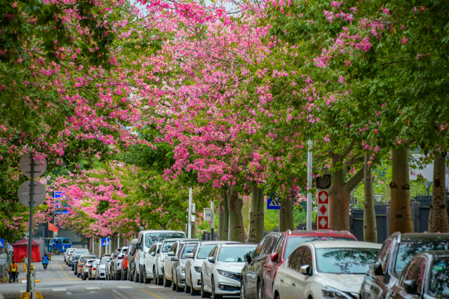 寻觅秋冬季粉色浪漫：深圳十个邂逅异木棉花开的地方
