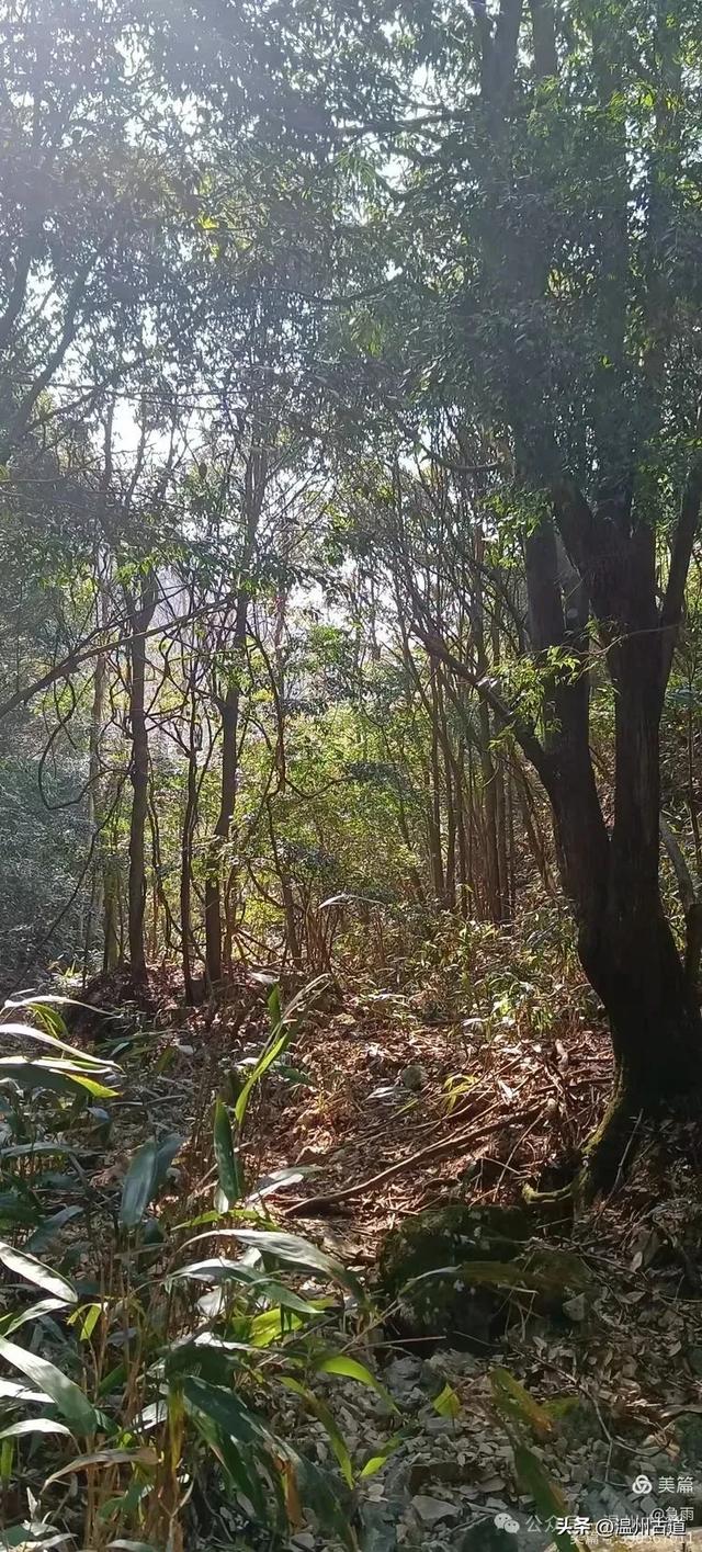 探秘楠溪江源头之三——初探这片鲜为人知的原始森林