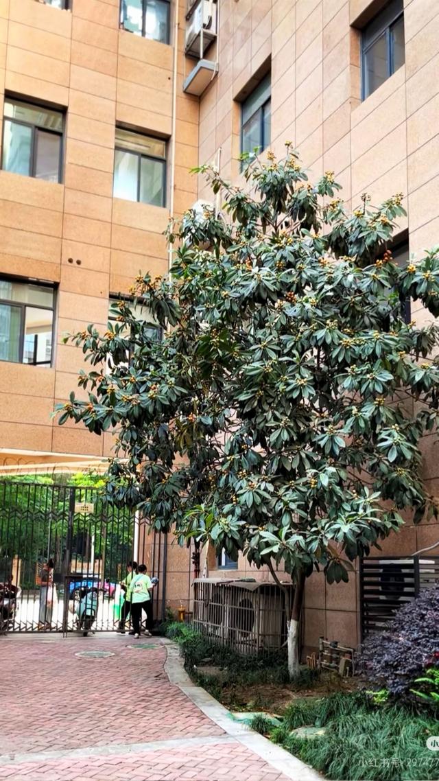 安康竹园小区：一方绿意四季如画，自然与人文之美