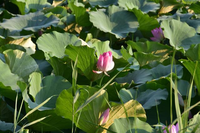 山东泰安东平稻屯洼湿地公园的荷花仙子