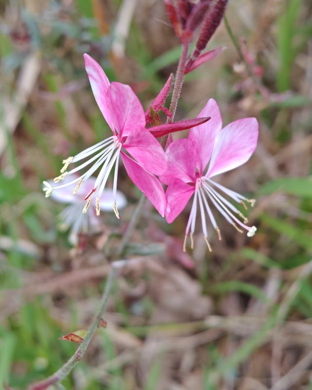 繁花似锦的秋天