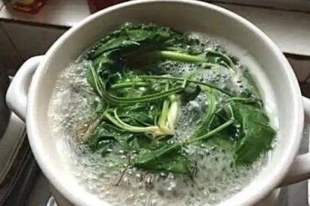 车前草立大功，发现：常用车前草煮水喝的人，不久或将收获4好处