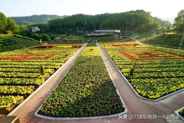 麻城旅游：2025年金秋，麻城五脑山菊花大观园福菊飘香，花海烂漫