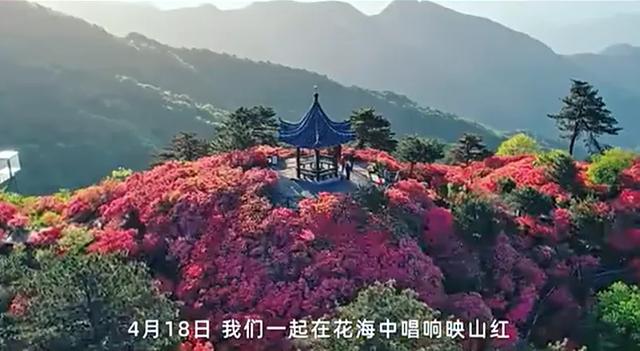 4月18日锁定龟峰山!黄英邀你花海同唱,杜鹃花期预告已送达