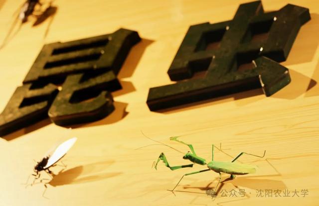今天起免费开放！沈阳新开一家博物馆！