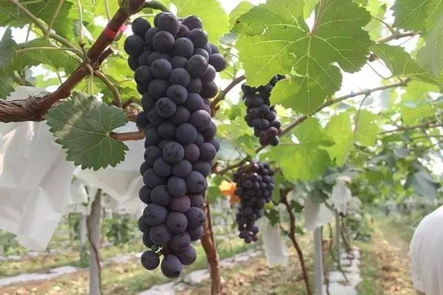 甜蜜来袭！济南这里夏日果缤纷，开启采摘狂欢！