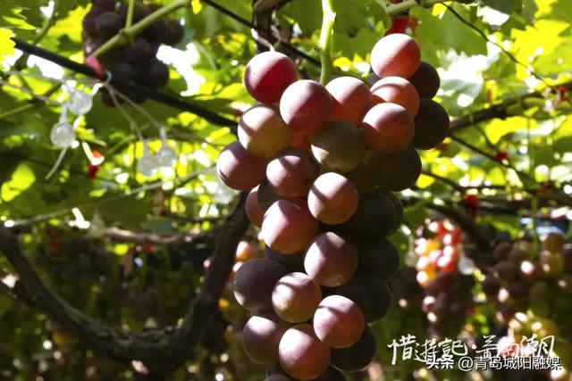 城阳宫家村葡萄季甜蜜来袭，采摘攻略请收好！