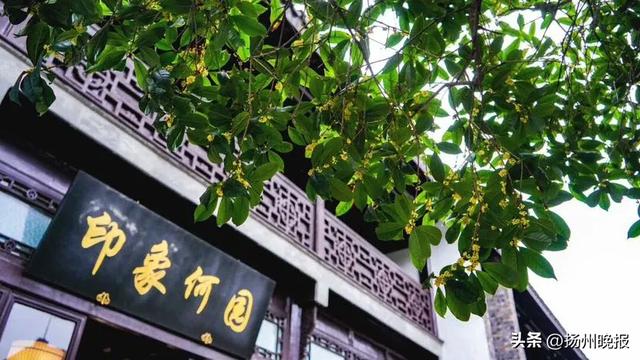 金秋扬州桂香迟，收好这份赏桂地图