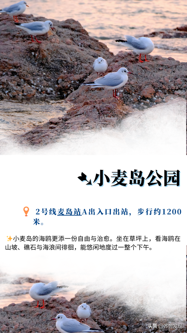 听说青岛来了老朋友？ 这份地铁“追鸥”攻略请收好！